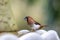 Close up shot of white bellied house finch