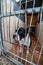 Close up shot of a white and black sad puppy locked in a cage