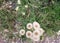 Close up shot of white dandelions