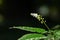 Close-up shot of white flower with green leaves ,Beautiful white wildflower bouquet in black background(bloodberry)