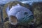 Close up shot of a white grouper Epinephelus aeneus at cretaquarium in Heraklion, Crete.