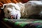 A close up shot of white himalayan shepherd dog sleeping on a bed in an Indian house hold