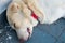 A close up shot of white himalayan shepherd sleeping dog in an Indian house hold