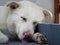 A close up shot of white himalayan shepherd sleeping dog in an Indian house hold