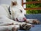 A close up shot of white himalayan shepherd sleeping dog in an Indian house hold