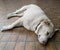 A close up shot of white himalayan shepherd sleeping dog in an Indian house hold