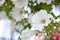 Close-up shot of white hybrid petunia flower in flowerpot. Hanging flower pots