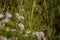 Close up shot of white and pink Vicia cracca, tufted or boreal vetch, cow or bird vetch among green grass.  forage crop for cattle