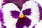 Close-up shot of white purple pansy flower. selective focus