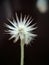 Close-up shot of a white setiechinopsis mirabilis flower on a dark background