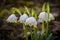 Close-up shot of white spring snowflake flowers