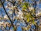 Close-up shot of the white, star-shaped flowers of the flowering shrub or small tree juneberry, serviceberry, shadbush or snowy