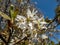 Close-up shot of the white, star-shaped flowers of the flowering shrub or small tree juneberry, serviceberry, shadbush or snowy
