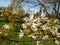 Close-up shot of the white, star-shaped flowers of the flowering shrub or small tree juneberry, serviceberry, shadbush or snowy