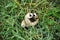 A close up shot of a white wild mushroom with cartoon eyes and tongue out