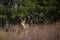 Close up shot of a whitetail deer