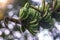 Close-up shot of wild banana bunch unripe on green bokeh background with sunlight.