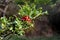 Close up shot of a wild buffaloberry in a blurry background