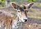 Close up shot of a wild deer, female whitetail deer