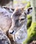 Close up shot of a wild deer, female whitetail deer