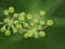 Close up shot of wild fennel growing in the outback detailed shot photo taken in the UK