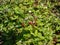 Close-up shot of the wild strawberry, Alpine strawberry or European strawberry plants growing in clumps flowering with white