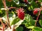 Close-up shot of the wild strawberry, Alpine strawberry or European strawberry plants growing in clumps with maturing ripe, red