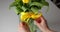 Close up shot woman finger decorate bunch glass vase with yellow bow. Beautiful