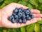 Close-up shot of a woman\\\'s palm full of big, ripe cultivated blueberries