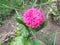 Close up shot of wonderful dahlia flower