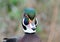 Close up shot of a wood duck