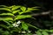 Close up shot of wrightia religiosa or Mok tree flower on dark b