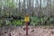 Close-up shot of a yellow and black sign against a backdrop of lush green trees in a forest setting