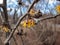 Close-up shot of yellow blooms on naked branches of Japanese witch-hazel (Hamamelis japonica) in spring