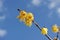 Close-up shot of yellow Chimonanthus praecox flowers grown on a tree