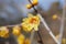 Close-up shot of yellow Chimonanthus praecox flowers grown on a tree