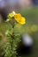 Close-up shot of a yellow Cinquefoil flower on a blurred background