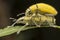 Close up shot of yellow dust weevil insect