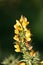 Close up shot of a yellow European gorse on a blurred background