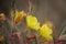 Close-up shot of yellow evening primroses in a blur