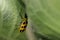 Close up shot of yellow lady bug