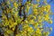 Close up shot of yellow leaves in Boiling Springs State Park