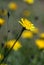 Close-up shot of a yellow narrowleaf hawkweed on a blurred background