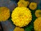 A close up shot of Yellow and orange marigold flowers (tagetes) in a flower pot at a residential home in India.