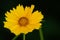 Close up shot of a yellow tickseed flower on a blurred background