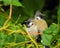 A close up shot of yellow vented bulbul couple. The yellow-vented bulbul Pycnonotus goiavier, or eastern yellow-vented bulbul,