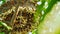 Close up shot of yellow wasps or Ropalidia marginata deadly insects with large honeycomb and white eggs on a large tree branch