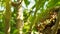 Close up shot of yellow wasps or Ropalidia marginata deadly insects with large honeycomb and white eggs on a large tree branch