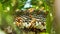 Close up shot of yellow wasps or Ropalidia marginata deadly insects with large honeycomb and white eggs on a large tree branch