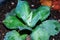 Close up shot of a young Agave plant From Above